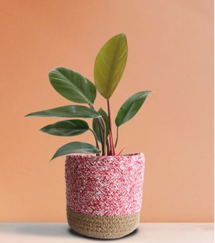 Philodendron Rojo Congo (medium)