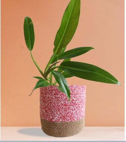 Philodendron Wendlandii Large Plant