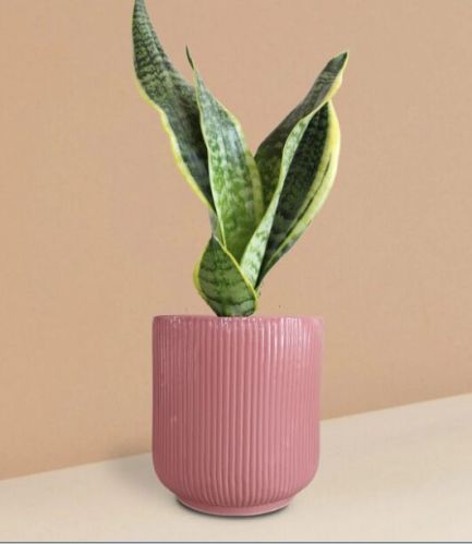 Snake Plant Futura Superba In Ceramic Pot (medium)