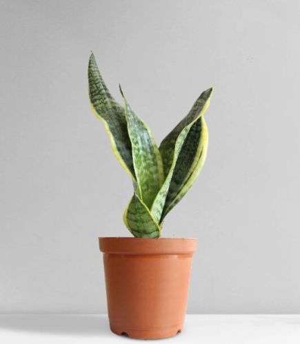 Snake Plant Futura Superba (medium)