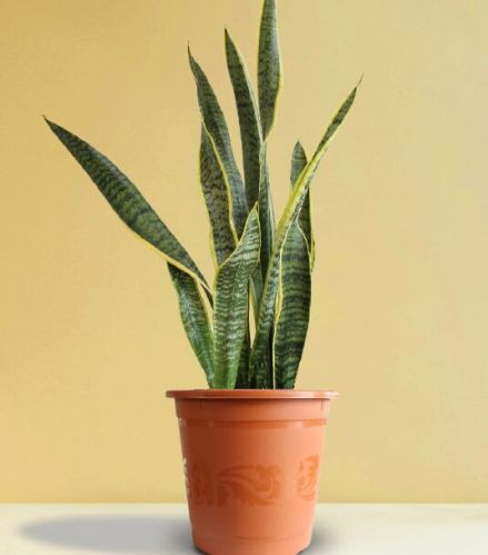 Snake Plant Laurentii (x-large)