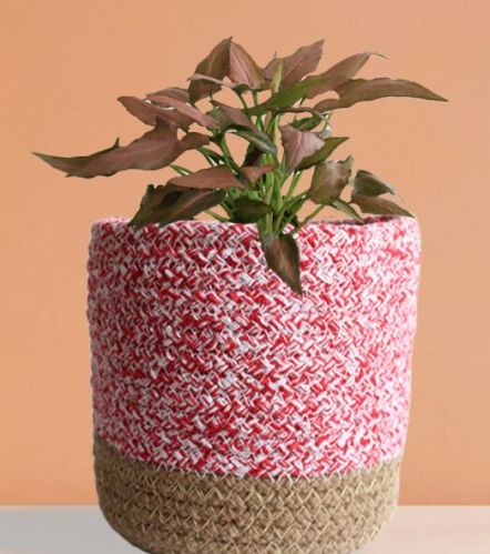 Syngonium Mickey (medium)