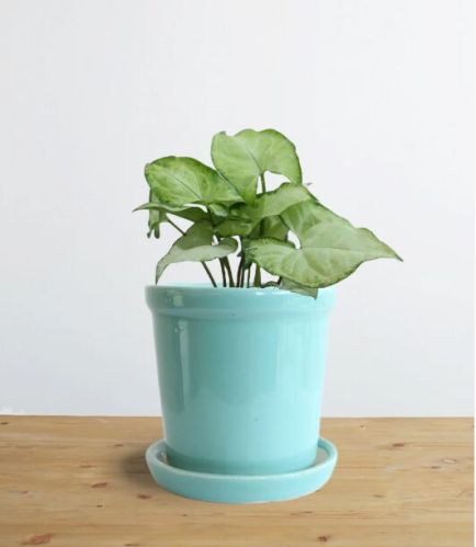 Syngonium Silver Pearl (small)
