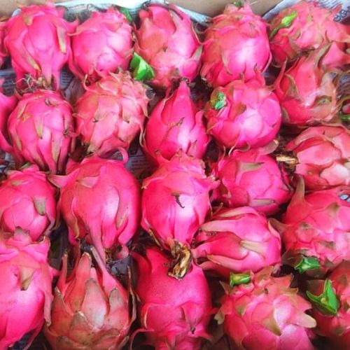 Dragon Fruit For Human Consumption