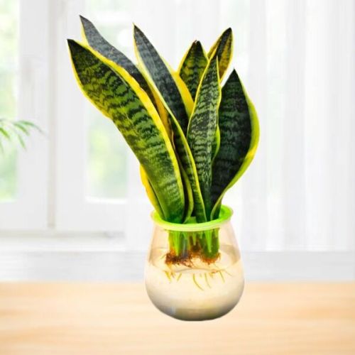 Hydroponic Snake Plant