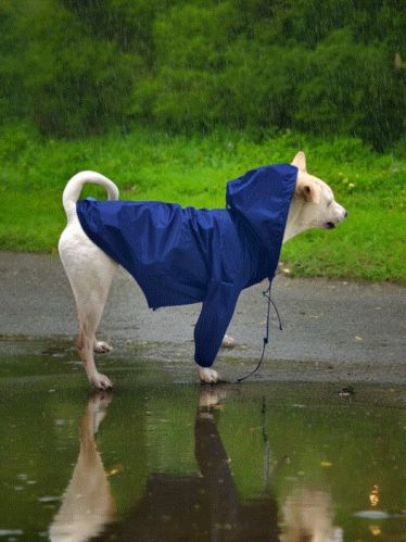 Pet Raincoats All Sizes