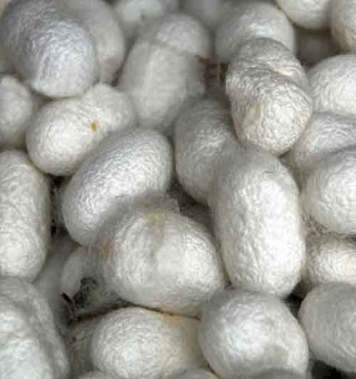 C Grade Mulberry Cocoon, Color : White