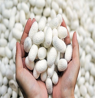 Dry Silkworm Cocoons, Color : White