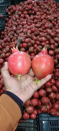 Organic Pomegranate, Packaging Type : Red for Human Consumption