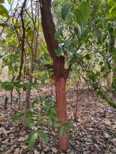 White sandalwood, Brand Name : Radheshyam Farm