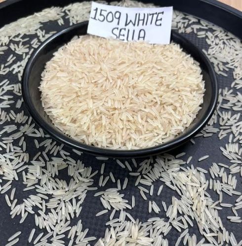 1509 White Sella Basmati Rice Fresh