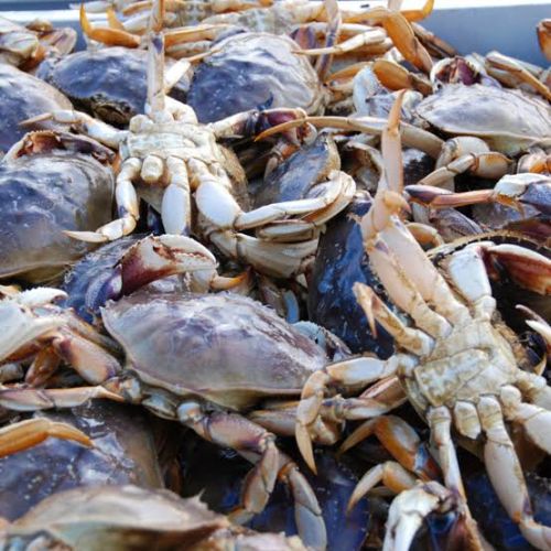 Crabs for Cooking, Food