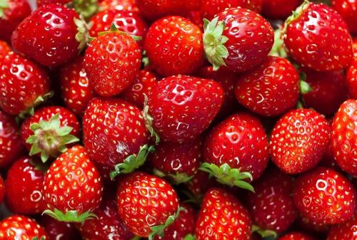 Natural Fresh Red Strawberry, Packaging Size : 10 Kg For Human Consumption