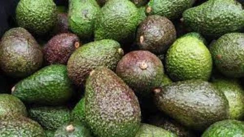 Natural Green Fresh Avocado, Packaging Size : 20kg