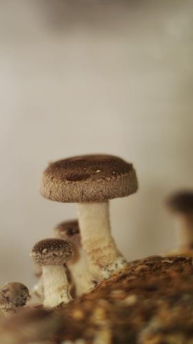 Organic Shiitake Mushroom, Packaging Type : Light Brown