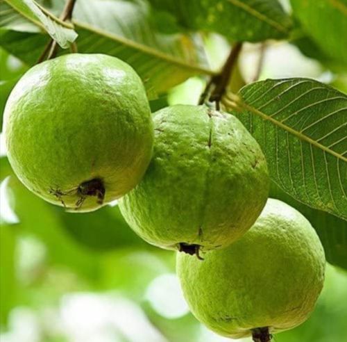 Natural Fresh Allahabad Safeda Guava, Color : Green, Packaging Type : Carton Box, Packaging Size : 5-25kg