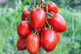 Fresh Arka Vikas Tomato, Color : Red, Packaging Size : 5-25kg, Packaging Type : Plastic Bag