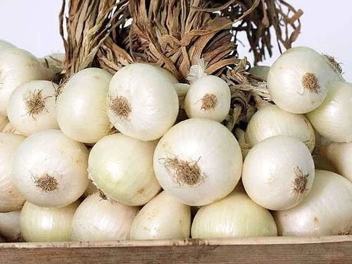Fresh Bellary White Onion, Packaging Size : 5-25kg, Packaging Type : Plastic Bags For Human Consumption