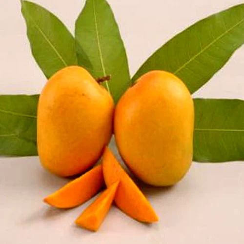 Fresh Kesar Mango, Color : Yellow, Packaging Type : Corrugated Box, Packaging Size : 5-25kg
