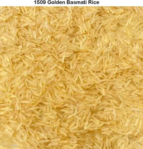 1509 Golden Basmati Rice, Packaging Size : 30 Kg, 25 Kg, 10 Kg, Certification : Haccp-certified, Variety : Long Grain