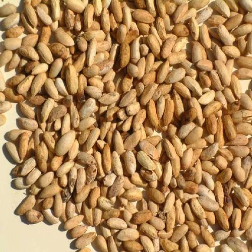 Neem Seeds, Color : Brown 90% 45%