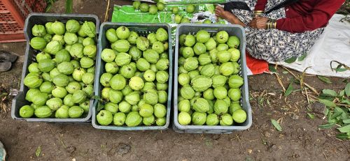 Organic Guava, Shape : Round, Packaging Type : Green