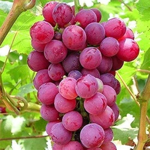 Natural Fresh Red Grapes, Packaging Type : Crates For Human Consumption