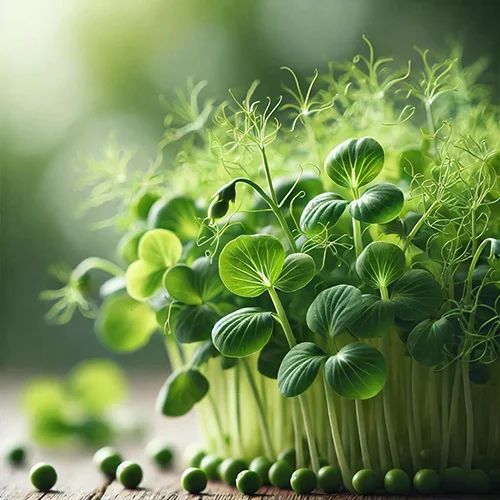 Peas Microgreen, Packaging Size : 5-25kg, Packaging Type : Plastic Box