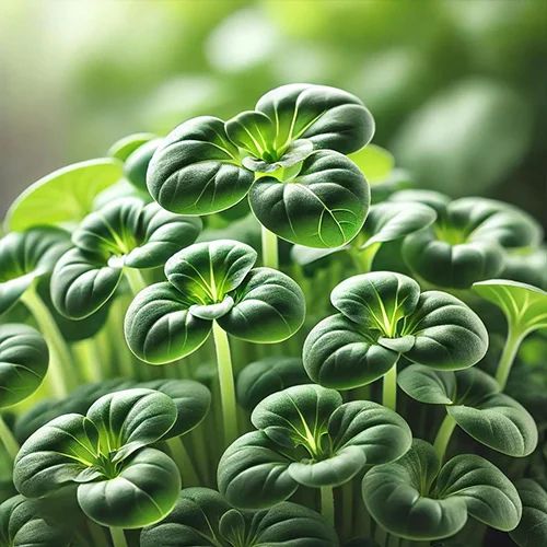 Sunflower Microgreen, Form : Whole Leaves, Packaging Type : Plastic Box, Packaging Size : 5-25kg