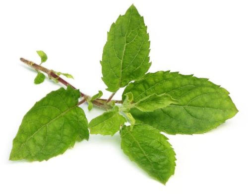 Organic Holy Basil Leaves, Color : Green Fresh For Medicinal