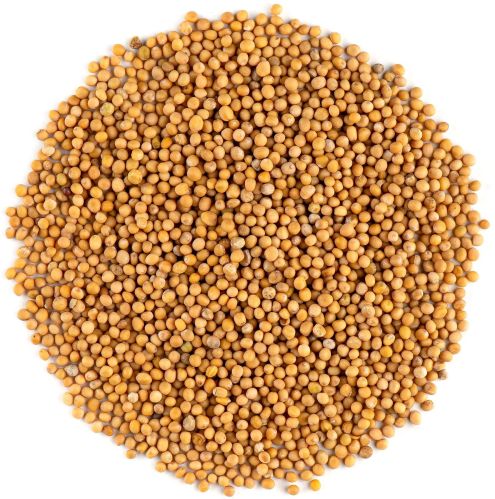 Yellow Mustard Seeds For Cooking