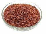 Organic Ragi Millet Porridge Dried For Human Consumption