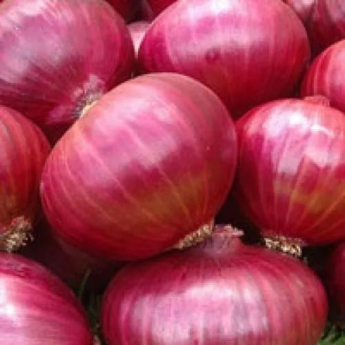 Fresh Red Onion, Storage Tips : Cold Storage