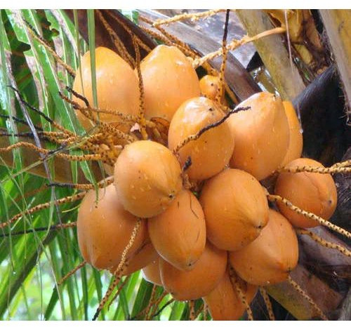 Natural Orange Tender Coconut, Packaging Type : Bag, Packaging Size : 20Kg, Coconut Size : Medium