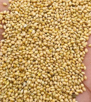 Organic Foxtail Millet Seeds, Color : Yellow Dried