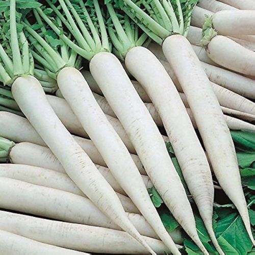 Fresh Radish, Color : White For Cooking