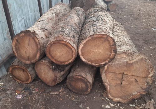Round Sheesham Wood Logs for Making Furniture