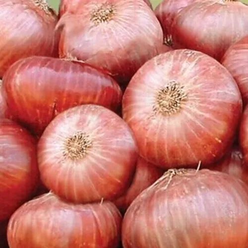 Fresh Pink Onion, Quality Available : A Grade, Packaging Type : Gunny Bag, Storage Tips : Dry Place