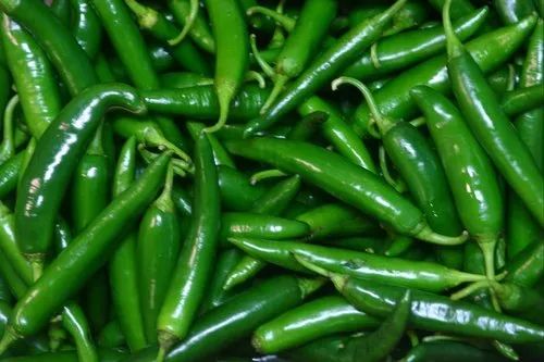 Natural Green Chilli For Use In Cooking Making Spices