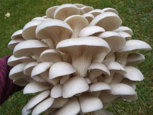 Fresh White Oyster Mushroom, Packaging Size : 5-25kg
