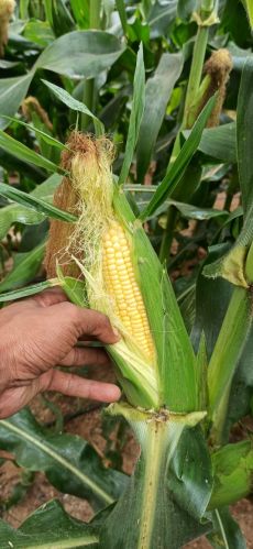 Sweet Corns, Packaging Type : Yellow, Form : Whole