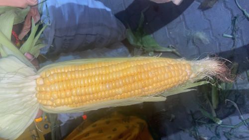 Common yellow corn for Animal Feed, Food Grade Powder