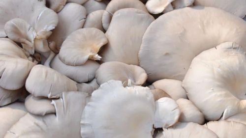 Dry Oyster Mushroom, Packaging Type : Plastic Bag