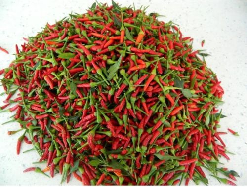 Organic whole chilli, Packaging Type : Red, Light Green for Spicy