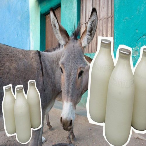 Organic Donkey Milk, Packaging Type : White, Form : Liquid