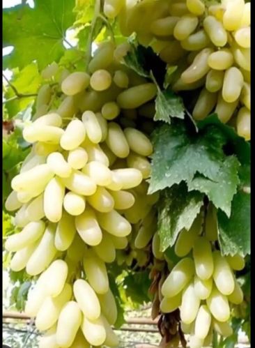 Organic Grapes, Packaging Type : Green for Cooking, Human Consumption