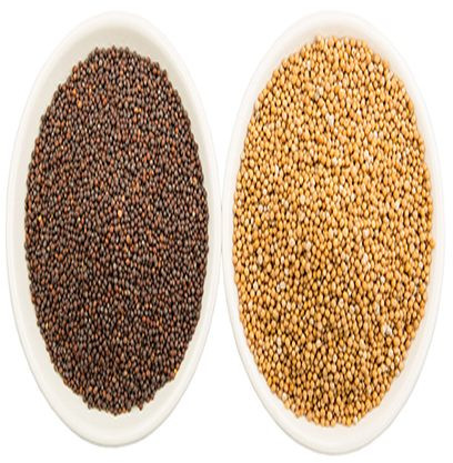 Mustard Seeds, Color : Brown & Yellow For Cooking