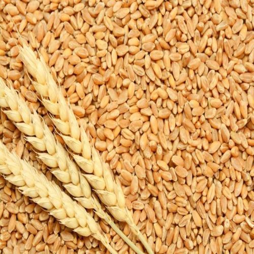 Organic Wheat Seeds, Color : Brown Dried, Purity : 100%