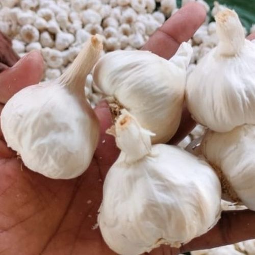 Organic Fresh Garlic for Cooking