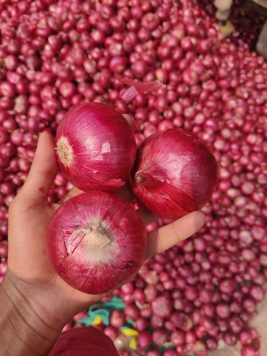 Organic Nashik Red Fresh Onion, Packaging Type : Pink